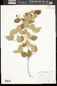 Viburnum rafinesqueanum image
