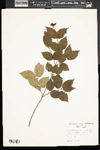 Viburnum rafinesqueanum image