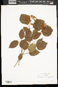 Viburnum dentatum var. lucidum image