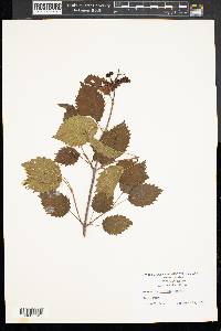 Viburnum dentatum var. lucidum image
