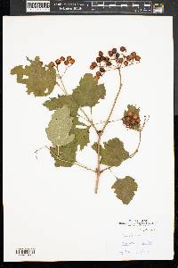 Viburnum trilobum image