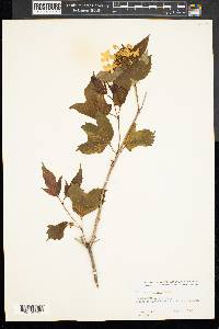 Viburnum trilobum image