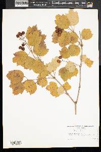 Viburnum trilobum image