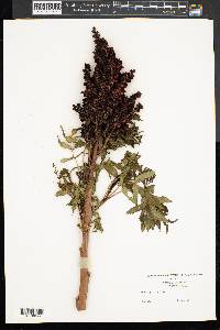 Rhus typhina image