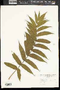 Rhus typhina image