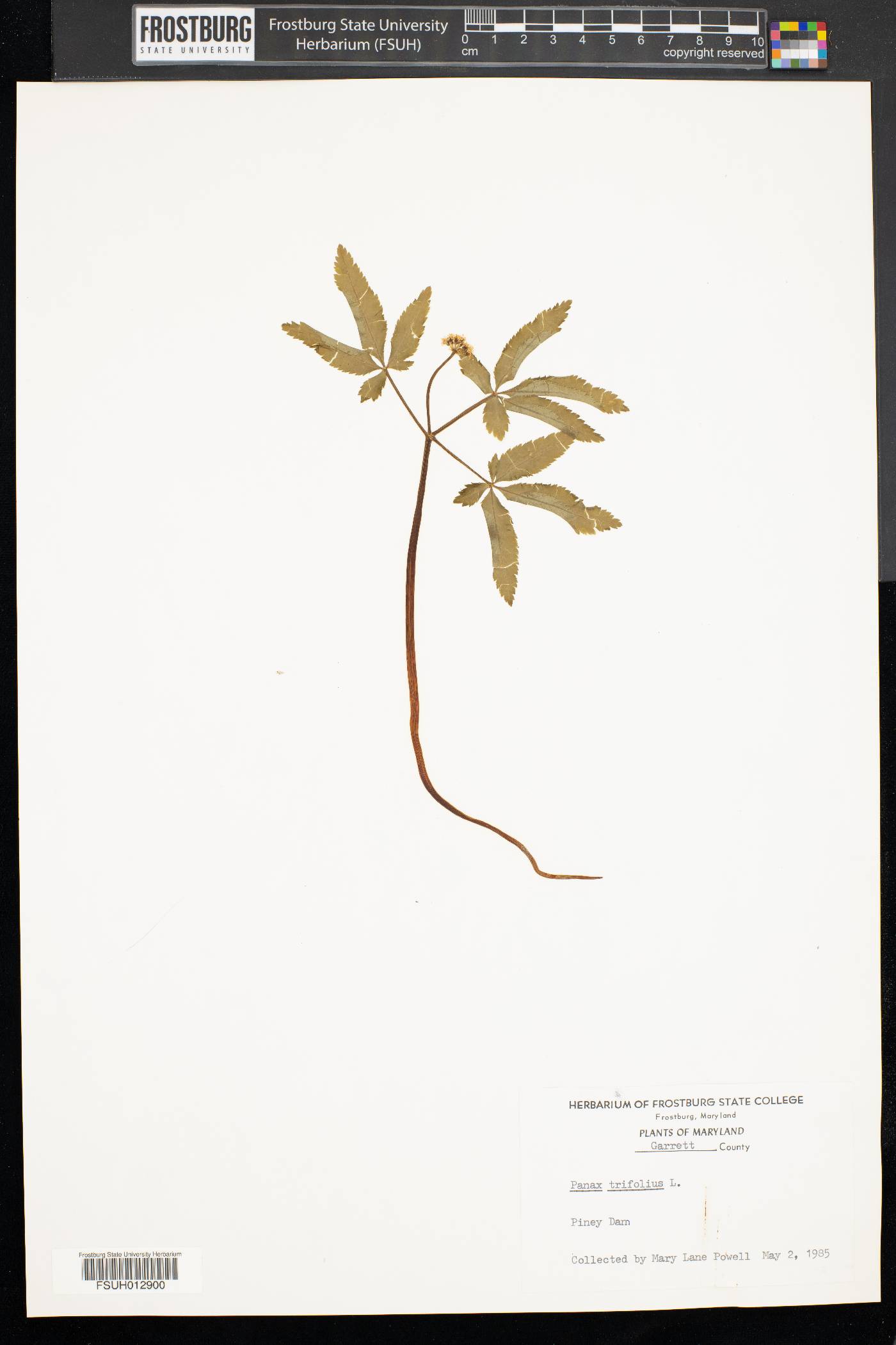 Panax trifolium image