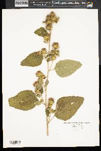 Arctium minus image