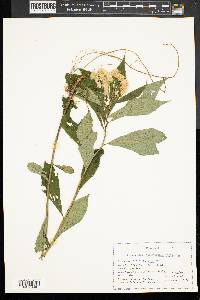 Aster acuminatus image