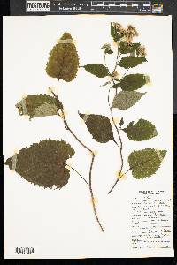 Aster schreberi image