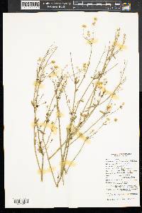 Symphyotrichum lanceolatum var. lanceolatum image