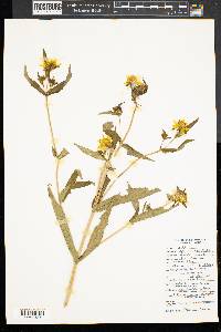 Bidens laevis image