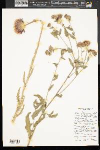 Carduus nutans image
