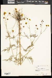 Coreopsis tinctoria image