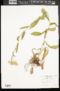 Erigeron ramosus image