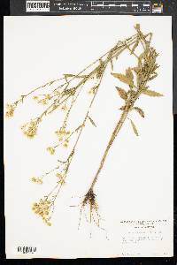 Erigeron ramosus image