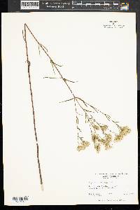 Eupatorium recurvans image