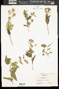 Eupatorium villosum image