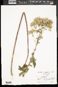 Eupatorium altissimum image