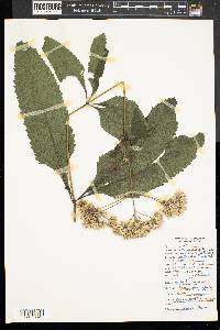 Eutrochium fistulosum image