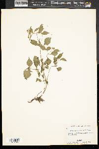 Galinsoga quadriradiata image