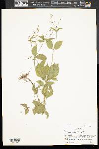 Galinsoga quadriradiata image