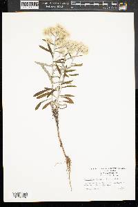 Galinsoga quadriradiata image