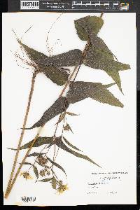 Helianthus divaricatus image