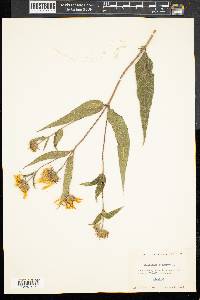 Helianthus strumosus image