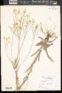 Heterotheca nervosa var. microcephala image