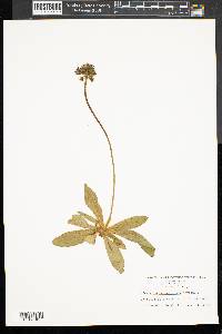 Hieracium aurantiacum image