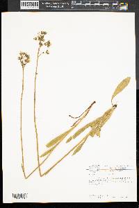 Hieracium piloselloides image