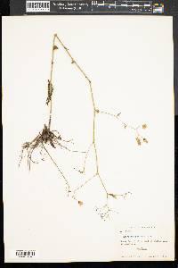 Hieracium paniculatum image