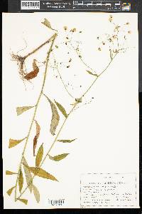 Hieracium paniculatum image