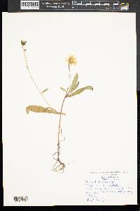 Hieracium paniculatum image