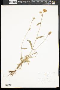 Hieracium paniculatum image