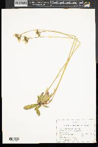 Hieracium pilosella image