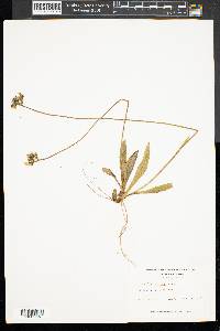 Hieracium caespitosum image