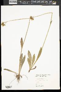 Hieracium caespitosum image