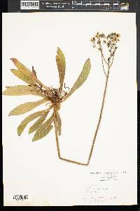 Hieracium caespitosum image