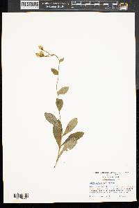 Hieracium scabrum image