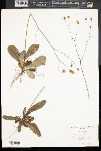 Hieracium venosum image