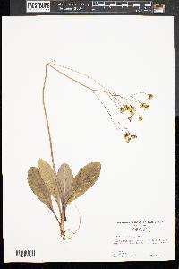 Hieracium venosum image