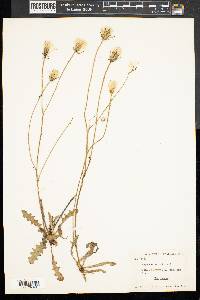 Hypochaeris radicata image