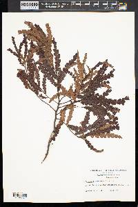 Comptonia peregrina image