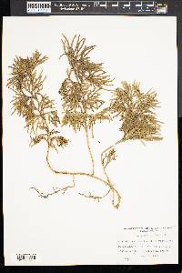 Diphasiastrum complanatum image