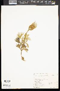 Diphasiastrum tristachyum image