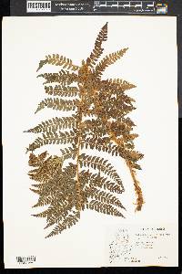 Polystichum braunii var. purshii image
