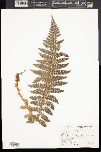 Polystichum braunii image