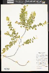 Adiantum aleuticum image