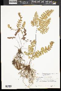 Adiantum aleuticum image